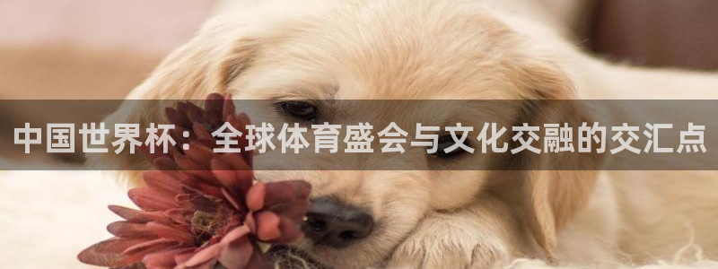 世预赛直播：中国世界杯：全球体育盛会与文化交融的交汇点