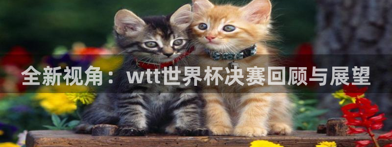 世界杯官网：全新视角：wtt世界杯决赛回顾与展望